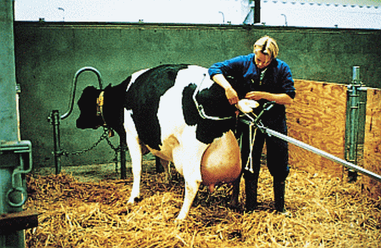 Afbeelding van VEEVERLOSSER STANDAARD VINK 180 CM