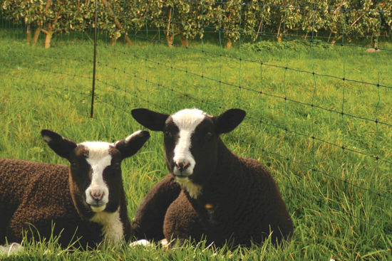 Afbeelding van SCHAPENNET KOLTEC GROEN 84 CM 50 MT