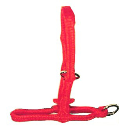 Afbeelding van KALFHALSTER ORANJE